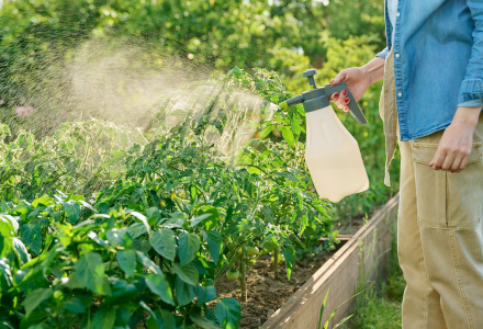Gardener farmer woman with spray gun spraying tomato plants in garden. Treatment of young plants against fungal diseases, growth enhancers of flowering plants to increase yields