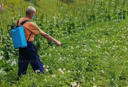 an-elderly-man-in-the-village-sprays-his-vegetable-garden-against-pests-a-worker-sprays-pesticide-on-green-potato-leaves-outdoors-pest-control-photo