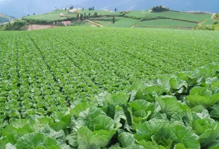 vegetable-farm-15856087