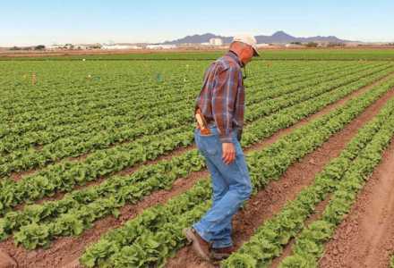 Scouting vegetable fields for pests and disease